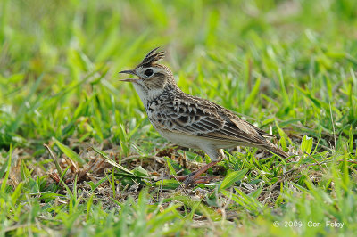 Skylark, Oriental @ Villa Escudero