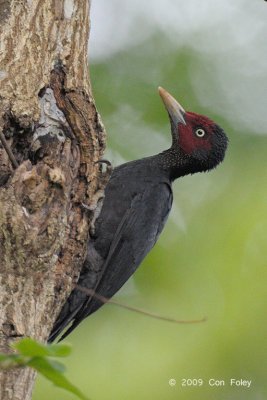 Woodpecker, Northern Sooty (male) @ Subic