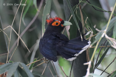 Malkoha, Red-crested @ Subic