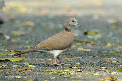Dove, Philippine Collared @ Caylabne Bay