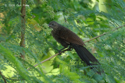 Coucal, Philippine (juv) @ Subic