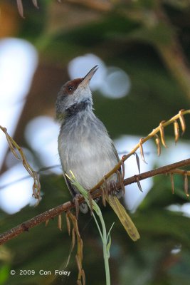 Tailorbird, Rufous-fronted @ PICOP