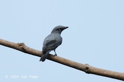 Cuckoo-shrike, Bar-bellied (male) @ Subic