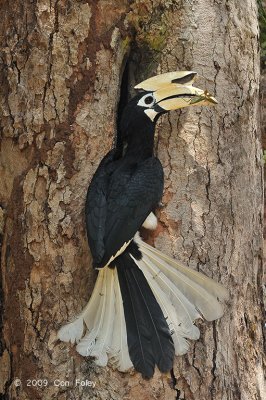 Hornbill, Oriental Pied (male) @ Pulau Ubin