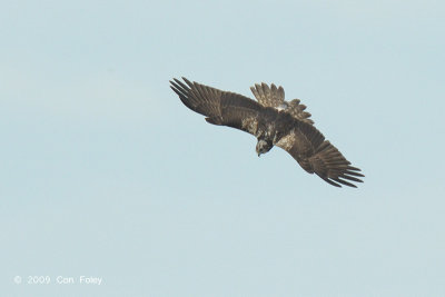 Harrier, Eastern Marsh @ Candaba Marsh