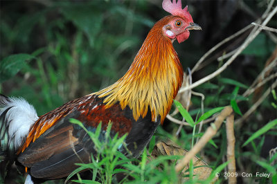 Junglefowl, Red @ Subic