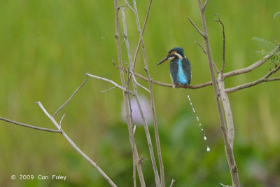 Kingfisher, Common @ Candaba Marsh