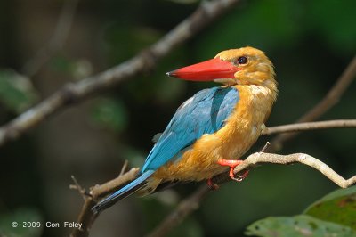 Kingfisher, Stork-billed @ Sabang