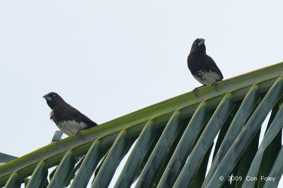 Munia, White-bellied @ Palawan