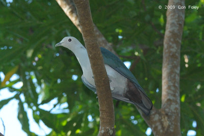 Pigeon, Green Imperial @ Sabang