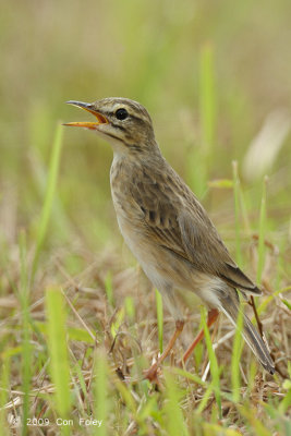 Pipit, Paddyfield @ Luzon