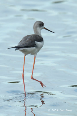 Stilt, Black-winged @ Luzon