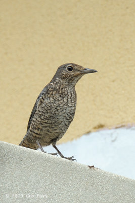 Thrush, Blue Rock (female) @ Caylabne Bay