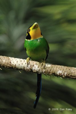 Broadbill, Long-tailed @ Telecom Loop