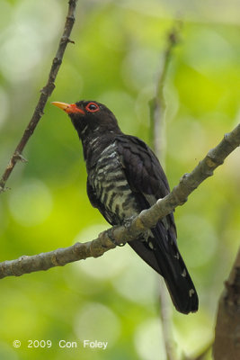 Cuckoo, Violet (male)