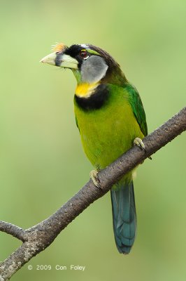Barbet, Fire-Tufted