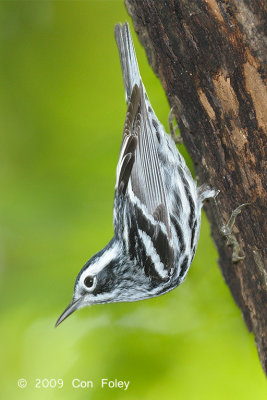 Warbler, Black-and-White (male) @ Central Park, NYC