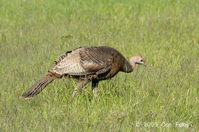 Turkey, Wild (female) @ Shenendoah National Park