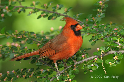 Cardinal, Northern (male) @ Central Park, NY