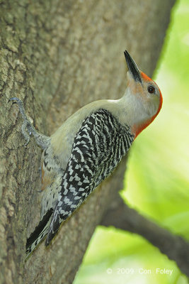 Woodpecker, Red-bellied