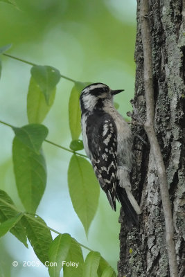 Woodpecker, Downy (female) @ Charlottesville, VA