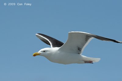Gull, Great Black-backed @ Cape May to Lewes Ferry