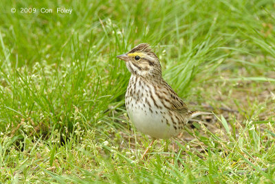 Sparrow, Savannah @ Central Park, NY