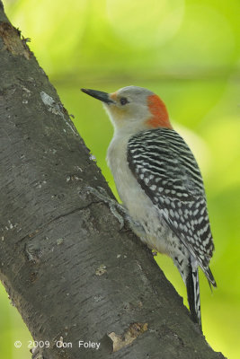 Woodpecker, Red-bellied (female) @ Central Park, NY
