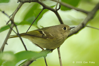 Kinglet, Ruby-crowned