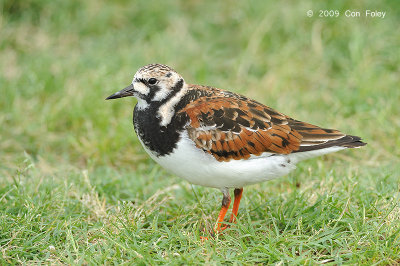 Turnstone, Ruddy