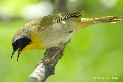 Yellowthroat, Common (male) @ Central Park, NY