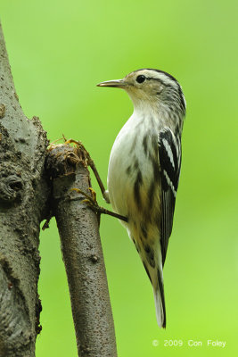 Warbler, Black-and-White (female) @ Central Park, NYC