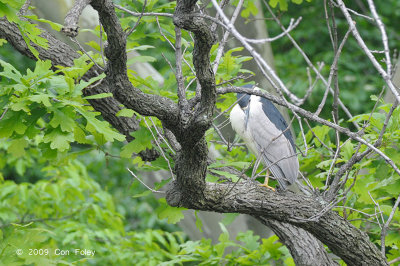 Heron, Black-crowned night @ Central Park, NY