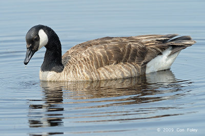 Goose, Canada @ Cape May, NJ