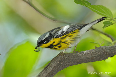 Warbler, Magnolia (male) @ Central Park, NY