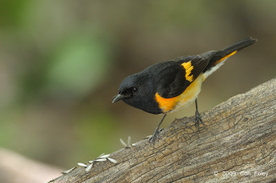 Redstart, American (male) @ Central Park, NY