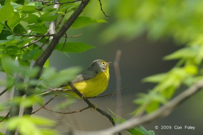 Warbler, Canadian (female) @ Central Park, NY
