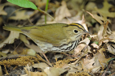 Ovenbird @ Central Park, NY