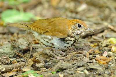 Thrush, Wood @ Central Park, NY