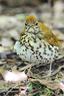 Thrush, Wood @ Central Park, NY