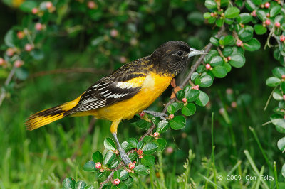 Oriole, Baltimore (male) @ Central Park, NY