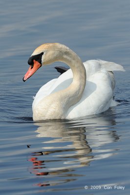 Swan, Mute