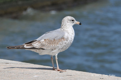Gull, Herring @ Ellis Island, NY