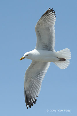 Gull, Herring @ Cape May to Lewes Ferry