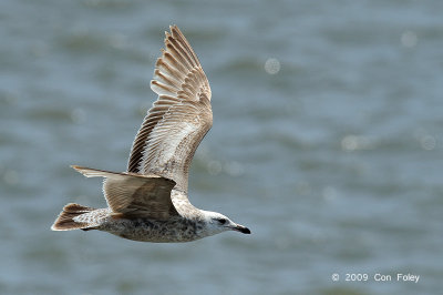 Gull, Greater Black-backed (juv) @ Cape May to Lewes Ferry