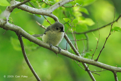 Titmouse, Tufted @ Bethesda, MD