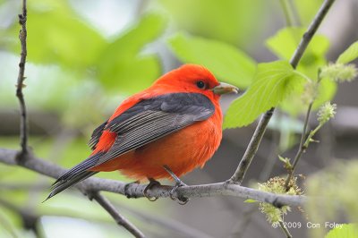Tanager, Scarlet (male) @ Central Park, NY