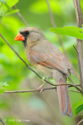 Cardinal, Northern (female) @ Central Park, NY