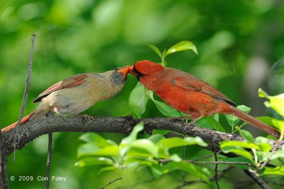 Cardinal, Northern (pair) @ Central Park, NY