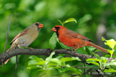 Cardinal, Northern (pair) @ Central Park, NY
